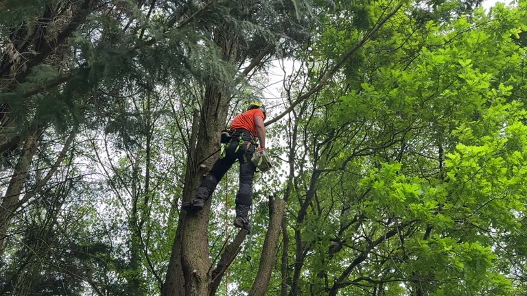 Best Lot and Land Clearing  in Lac Du Flambeau, WI