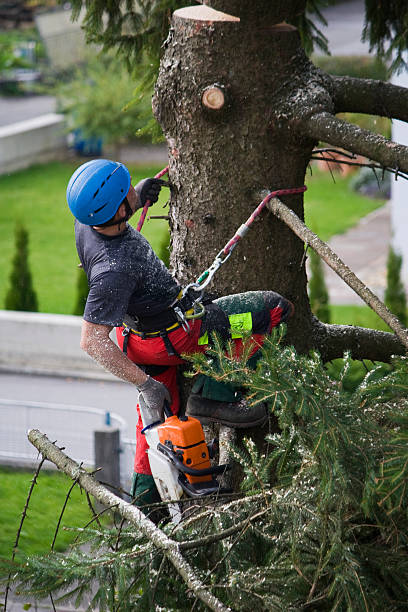 Best Tree and Shrub Care  in Lac Du Flambeau, WI