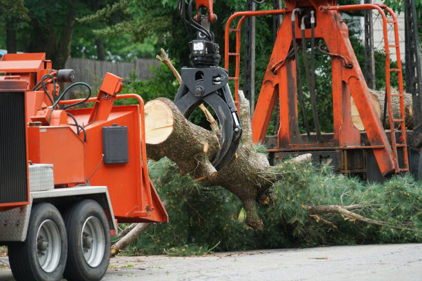 Best Tree Cabling and Bracing  in Lac Du Flambeau, WI