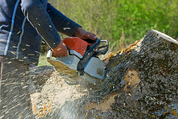 Best Arborist Consultation Services  in Lac Du Flambeau, WI